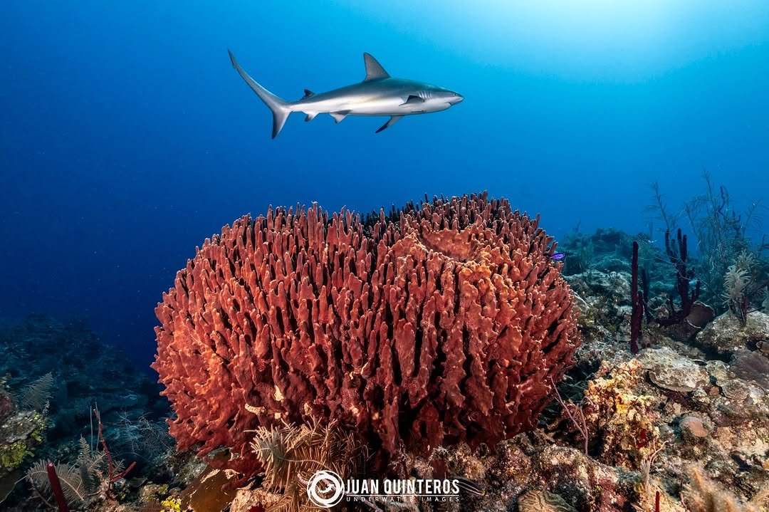 juan_uwimages 게시물 이미지: Giant sponges, sharks and an extremely healthy...