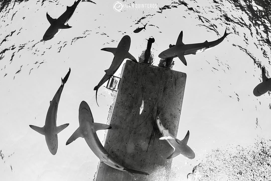 Photo by Juan Quinteros - UW Photo in Jardines de la Reina with @natgeo, @scubadivingmag, @sharkangels, @discoversharks, @sharkweek, @nikonusa, @natgeoyourshot, @reefphotovideo, @sharkguardian, @sportdiver, @atomic_aquatics, @sharkallies, @divephotoguide, @diver_magazine, @natgeolatam, @savingoursharks, @divemag, @scubadivermagazine, @sharksclubdiving, and @sharkproject_international. May be an image of shark and text.