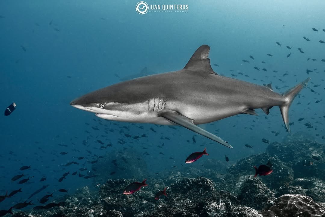 Photo by Juan Quinteros - UW Photo in Galapagos Islands, Ecuador with @natgeo, @peakdesign, @discoversharks, @diving_photography, @nikonusa, @natgeoyourshot, @reefphotovideo, @nauticamhousings, @atomic_aquatics, @divephotoguide, @diver_magazine, @galapagosconservancy, @natgeo.la, @master_liveaboards, @divemag, @oceanographic_mag, @scubadivermagazine, @galapagosconservationtrust, @sharksclubdiving, and @galapagos.outdoor. May be an image of shark.