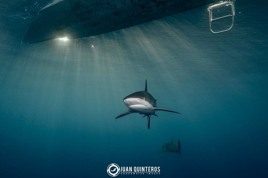 juan_uwimages 게시물 이미지: Enjoying the last rays 💙🦈
.
.
#shark...