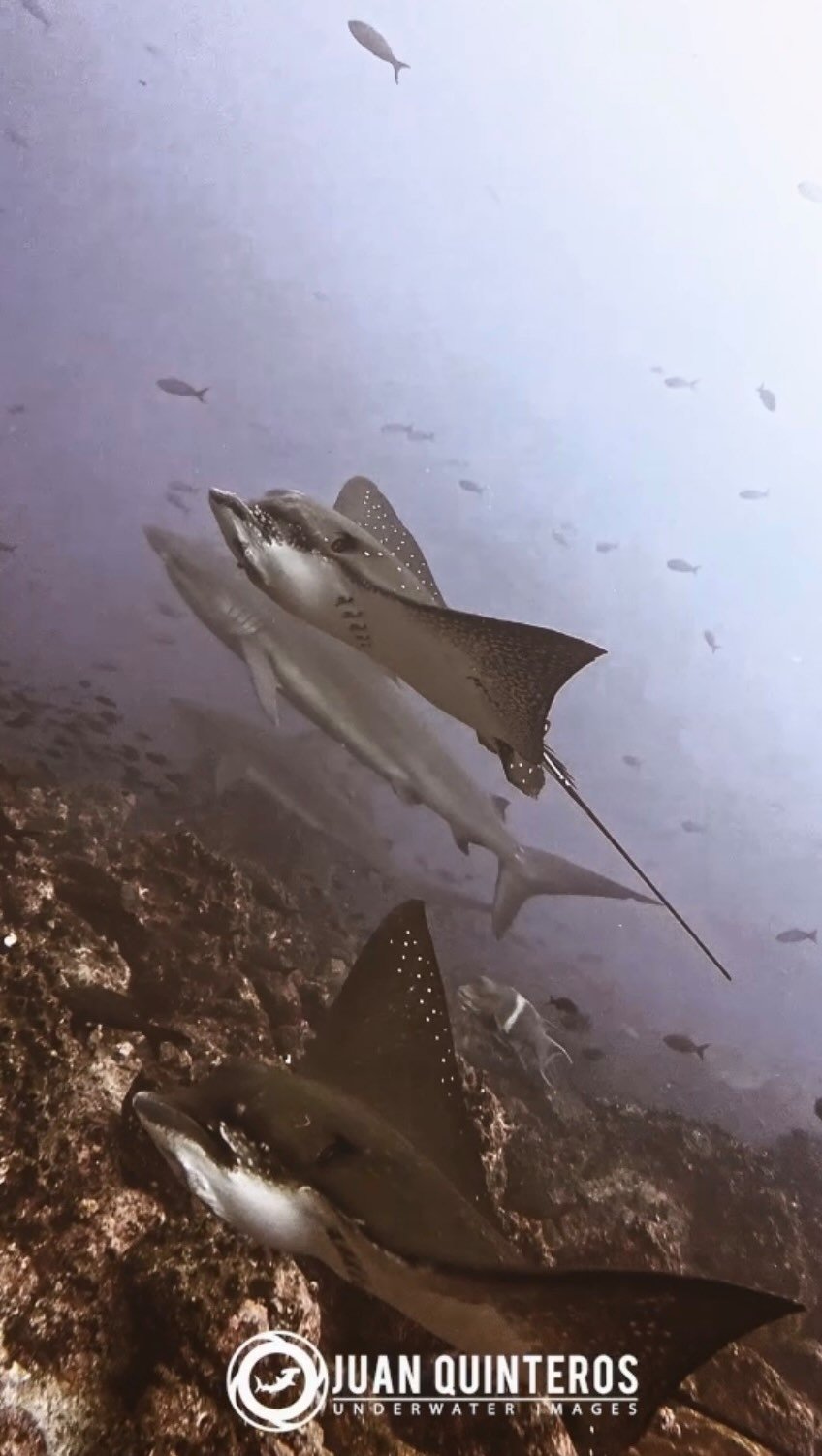 juan_uwimages 게시물 이미지: Eagle rays and Galapagos sharks swimming...