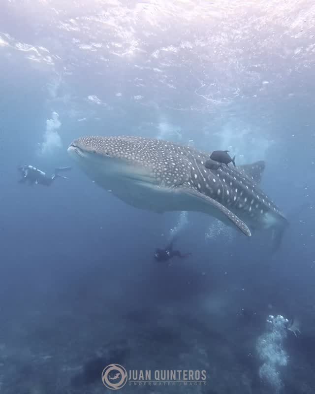 juan_uwimages 게시물 이미지: The Galapagos dream 😍🦈
.
.
#sharksclubdiving...