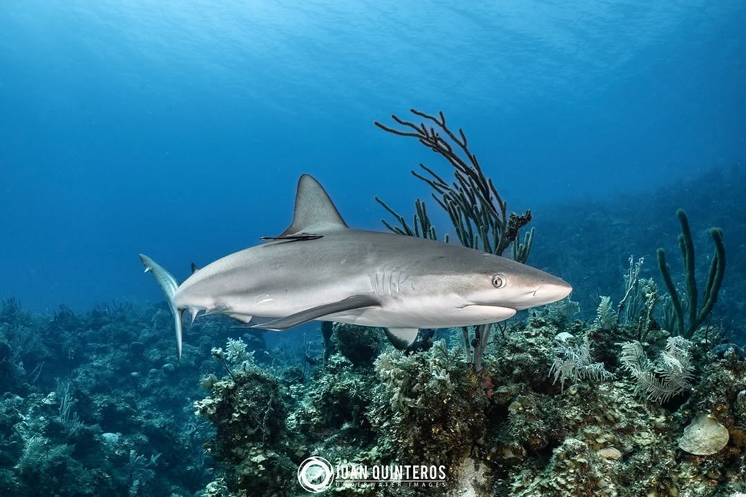 Photo by Juan Quinteros - UW Photo in Jardines de la Reina with @natgeobrasil, @scubadivingmag, @discoversharks, @diving_photography, @nikonusa, @natgeoyourshot, @reefphotovideo, @sharkguardian, @sportdiver, @atomic_aquatics, @sharkallies, @divephotoguide, @diver_magazine, @savingoursharks, @divermag, @divemag, @raw_oceanlife, and @sharksclubdiving. May be an image of shark and text.