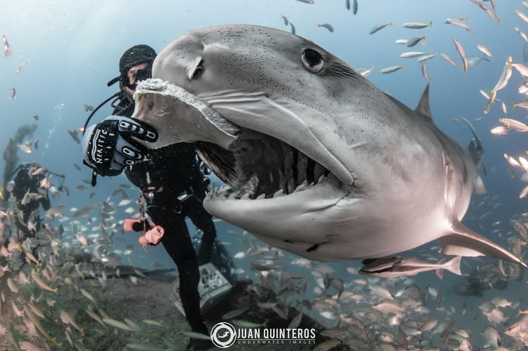 Photo by Juan Quinteros - UW Photo in Jupiter, Florida with @natgeo, @natgeotv, @scubadivingmag, @sharkangels, @spoyld1, @discoversharks, @discovery, @sharkweek, @reefphotovideo, @sportdiver, @nauticamhousings, @sharkallies, @diver_magazine, @savingoursharks, @divermag, @divemag, @scubadivermagazine, @nickysharkz, @sharksclubdiving, and @gung_ho_divers. May be an image of ‎shark and ‎text that says '‎ー ك QIUANQUINTEROS JUANQUINTEROS JUAN QUINTEROS ERWATER‎'‎‎.