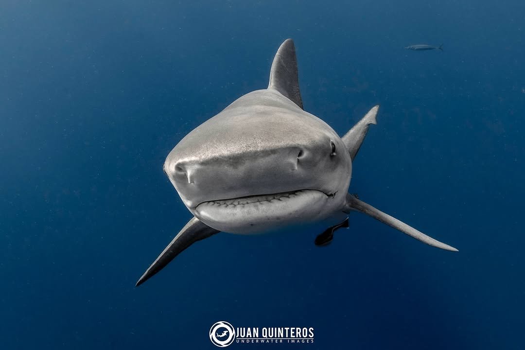 Photo by Juan Quinteros - UW Photo in Jupiter, Florida with @sharkangels, @americansharkconservancy, @discoversharks, @sharkweek, @nikonusa, @reefphotovideo, @sharkguardian, @uwphotographyguide, @nauticamhousings, @sharkallies, @divephotoguide, @diver_magazine, @savingoursharks, @divemag, @scubadivermagazine, @uwphotosociety, @nickysharkz, @sharksclubdiving, @sharkproject_international, and @gung_ho_divers.