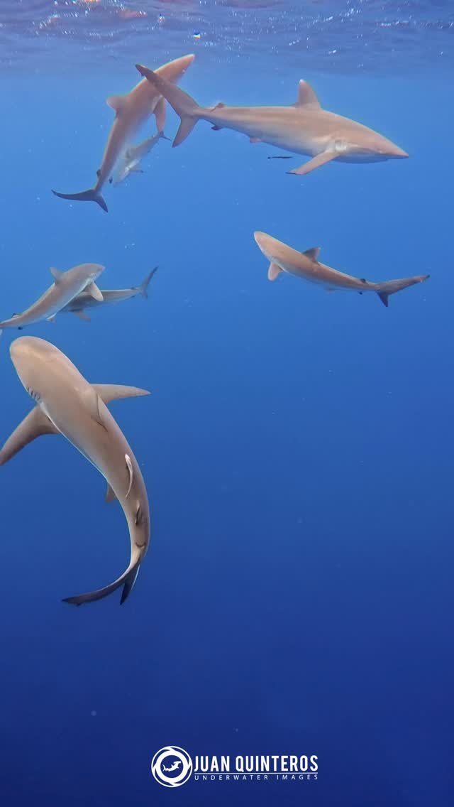juan_uwimages 게시물 이미지: Silkys paradise 😍🦈🦈🦈

#juanquinteros #sharks...