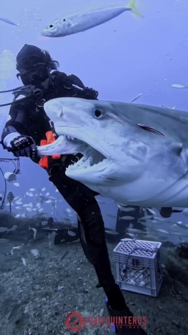 juan_uwimages 게시물 이미지: Fiamma 🔥🦈