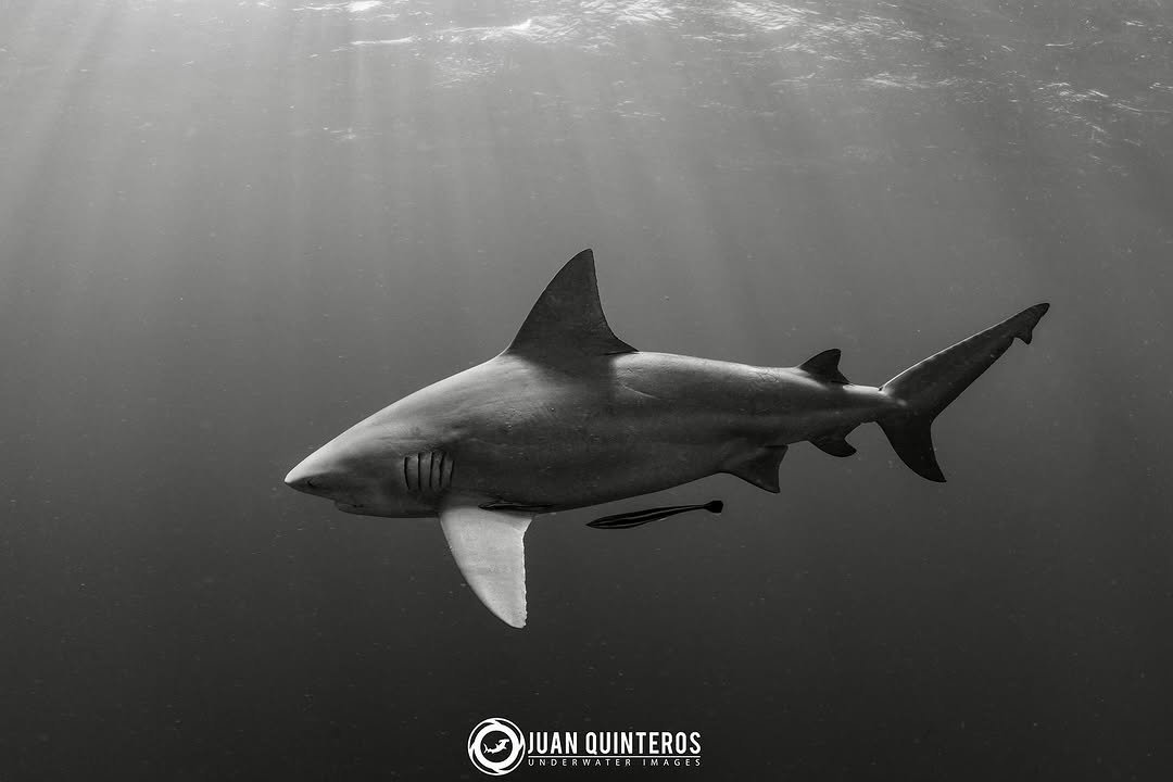 Photo by Juan Quinteros - UW Photo in Jupiter, Florida with @natgeo, @sharkangels, @discoversharks, @diving_photography, @discovery, @nikonusa, @natgeoyourshot, @reefphotovideo, @sharkguardian, @uwphotographyguide, @sharkallies, @divephotoguide, @sharkmarineinstitute, @savingoursharks, @divemag, @uwphotosociety, @thesharktrust, @sharksclubdiving, @sharkproject_international, and @gung_ho_divers. May be an image of shark and text that says 'JUAN QUINTEROS UNDERWATERINAGES UNDE INDERWATER IMAGES'.