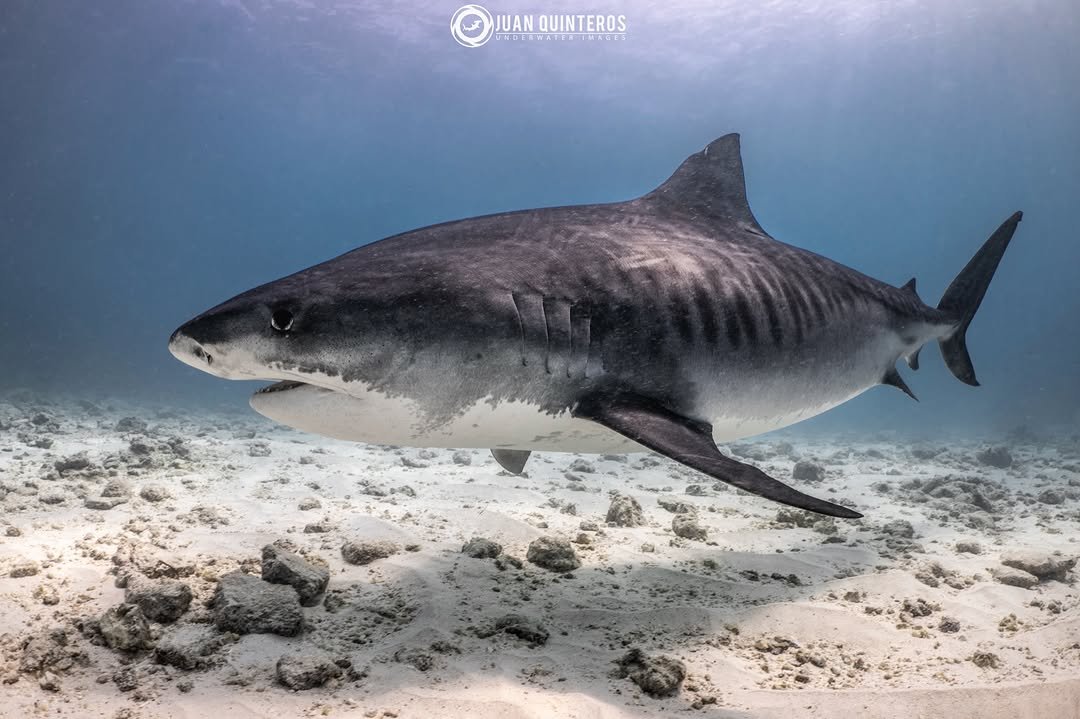 juan_uwimages 게시물 이미지: The Maldivian far south is simply amazing...