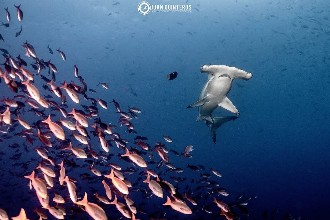 Photo by Juan Quinteros - UW Photo in Galapagos Islands, Ecuador with @discoversharks, @diving_photography, @discovery, @gustavojhaddad, @nikonusa, @reefphotovideo, @uwphotographyguide, @nauticamhousings, @divephotoguide, @diver_magazine, @galapagosconservancy, @francisco.lula, @master_liveaboards, @divingphoto, @charlesdarwinfoundation, @scubadivermagazine, @galapagosconservationtrust, @friendsofgalapagos, @sharksclubdiving, and @galapagos.outdoor.