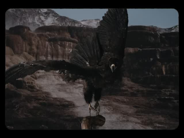 juanxkui 게시물 이미지: 🦅