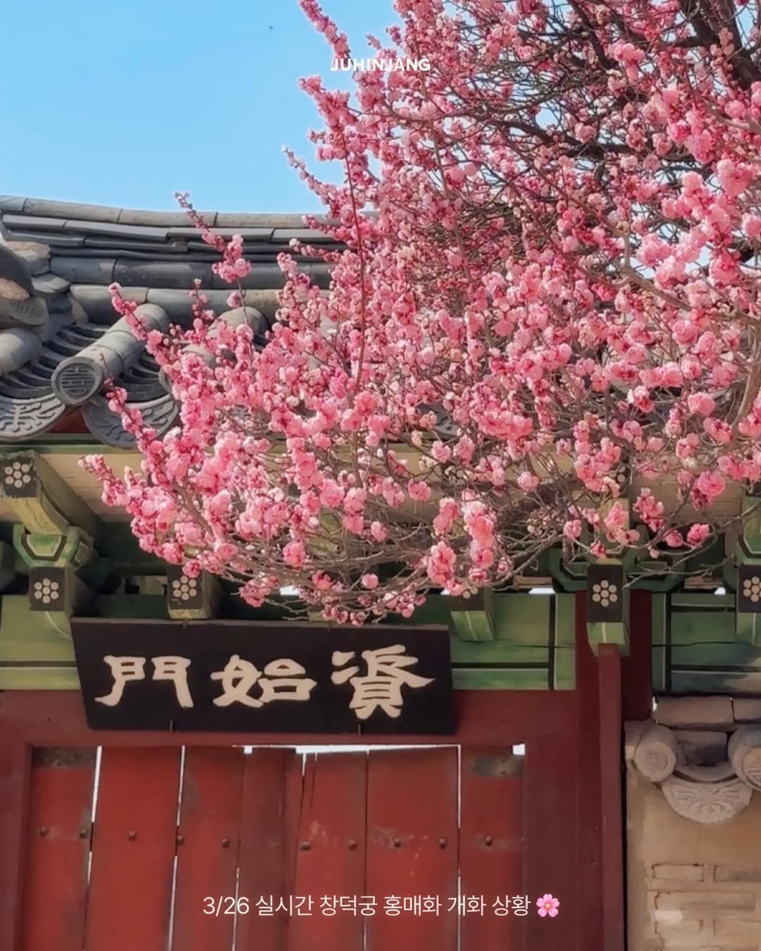 Photo shared by 주흰장ㅣ여행크리에이터 on March 26, 2026 tagging @changdeokpalace. May be an image of stone-fruit tree and text that says '門始資 分合 賽 戸 3/26 실시간 창덕궁 홍매화 개화 상황'.