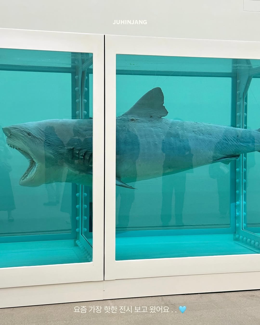 Photo shared by 주흰장ㅣ여행크리에이터 on March 21, 2026 tagging @damienhirst, and @mmcakorea. May be an image of shark, display case and text.