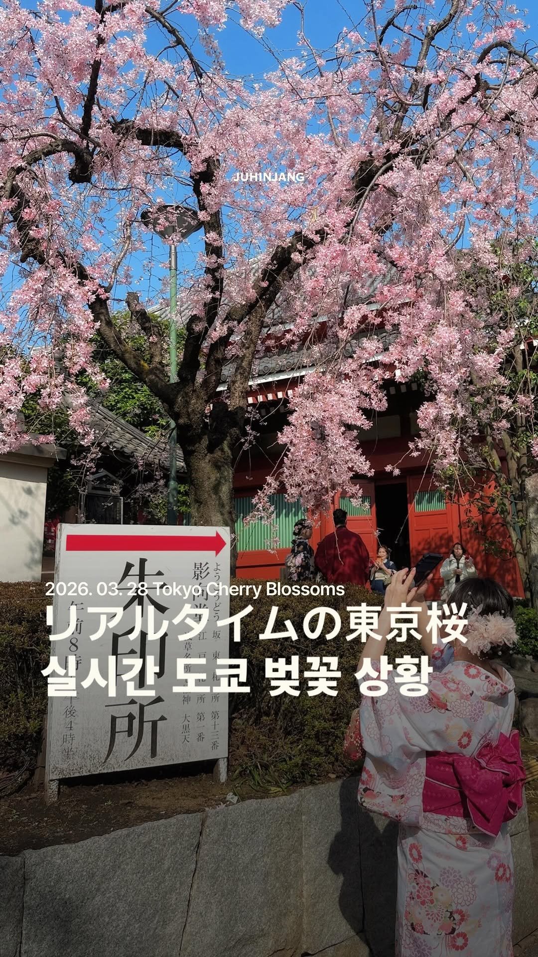 juhinjang_travel 게시물 이미지: 🌸실시간 도쿄 벚꽃 개화 상황🌸
(📸 2026. 03. 28. 촬영)

📬 일본...