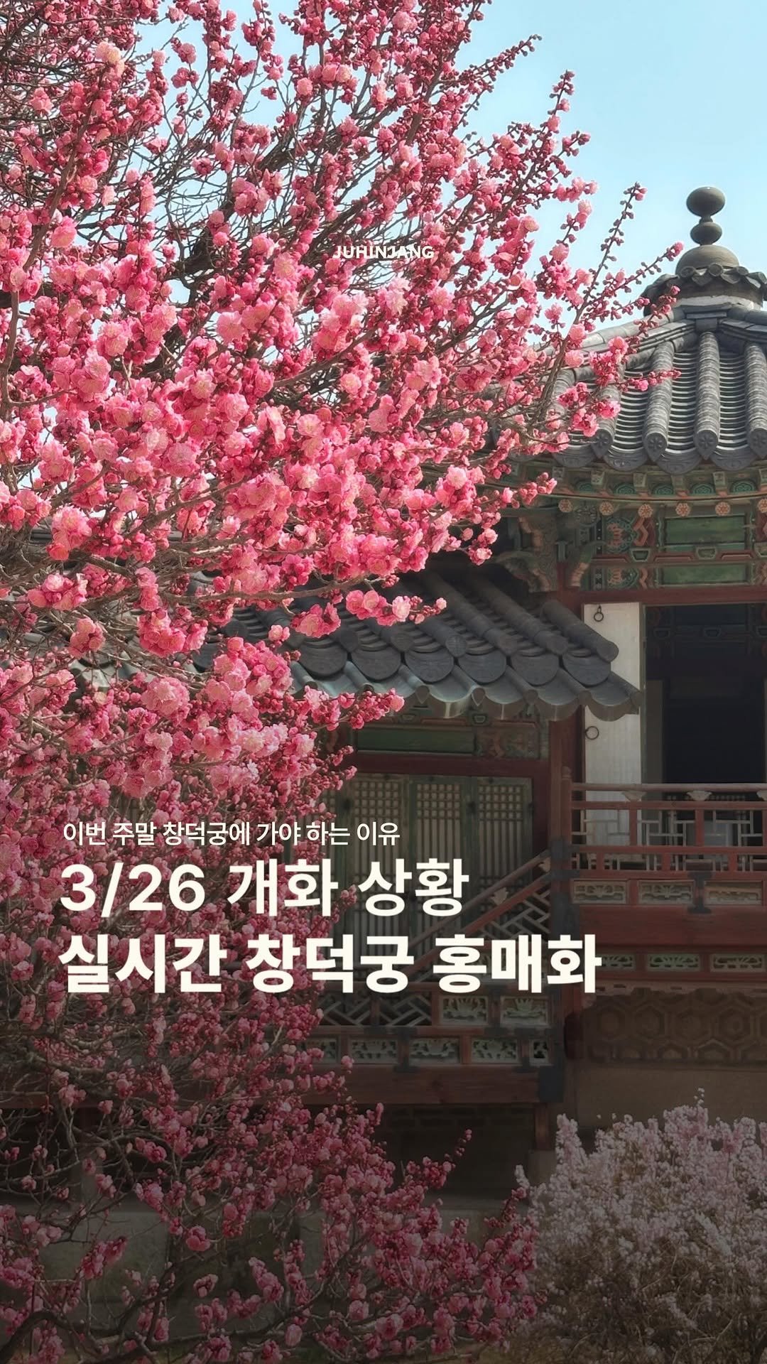 juhinjang_travel 게시물 이미지: (공유+저장) 지금 창덕궁에 가야하는 이유🌸

창덕궁 홍매화가 너무 예쁘게 피고...