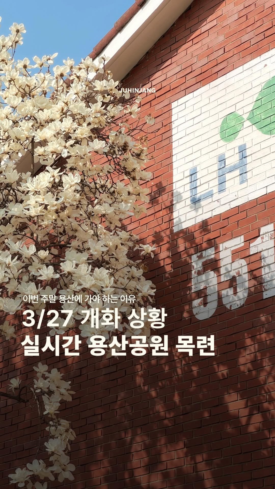 juhinjang_travel 게시물 이미지: (공유+저장) 지금 용산공원 목련 만개했어요✨
2026. 03. 27 개화...