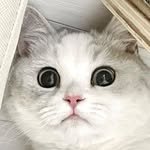 kko_sooni_ 프로필 사진