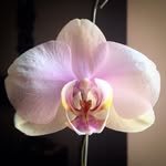 sprezzaturaism 프로필 사진