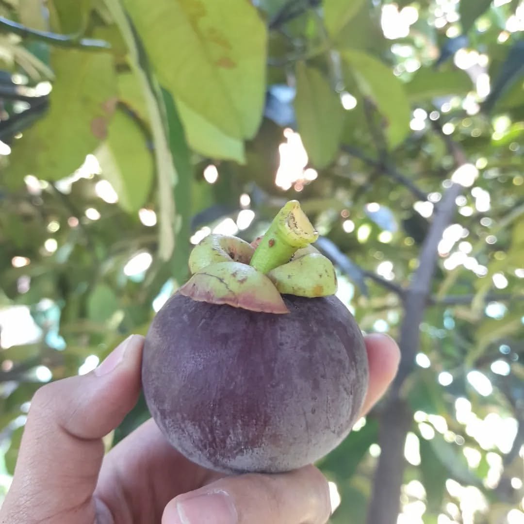 Photo by july on September 02, 2023.