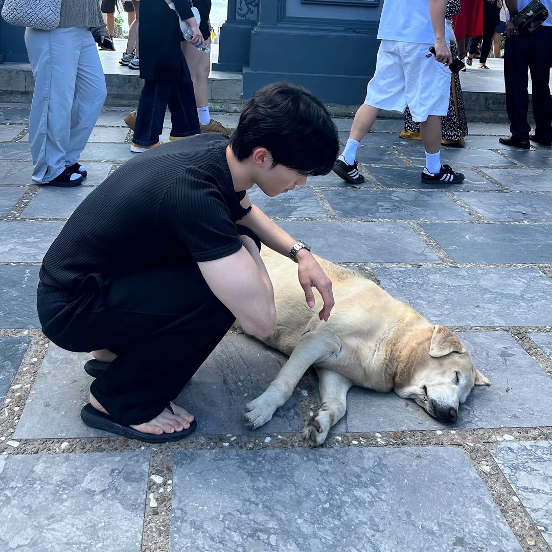 juneasy__ 게시물 이미지: Da Nang Animals 🦊🐶🐵🐱🐶🦊
