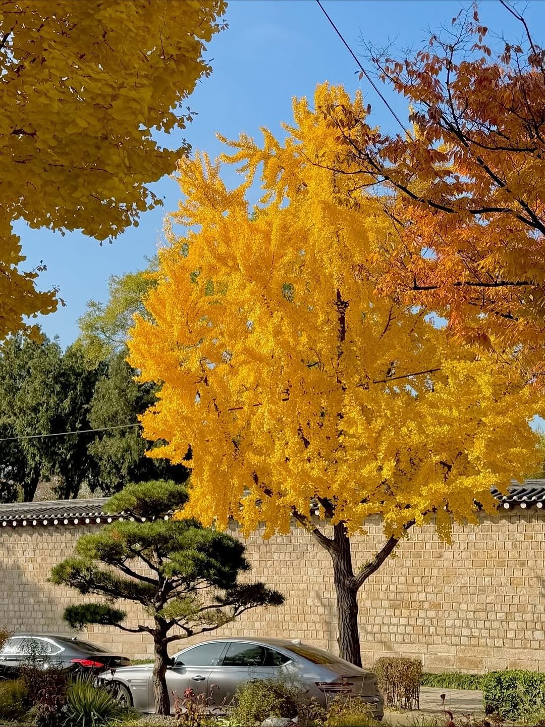 Photo by 정성아 on November 12, 2025. May be an image of maple leaves, tree and text.