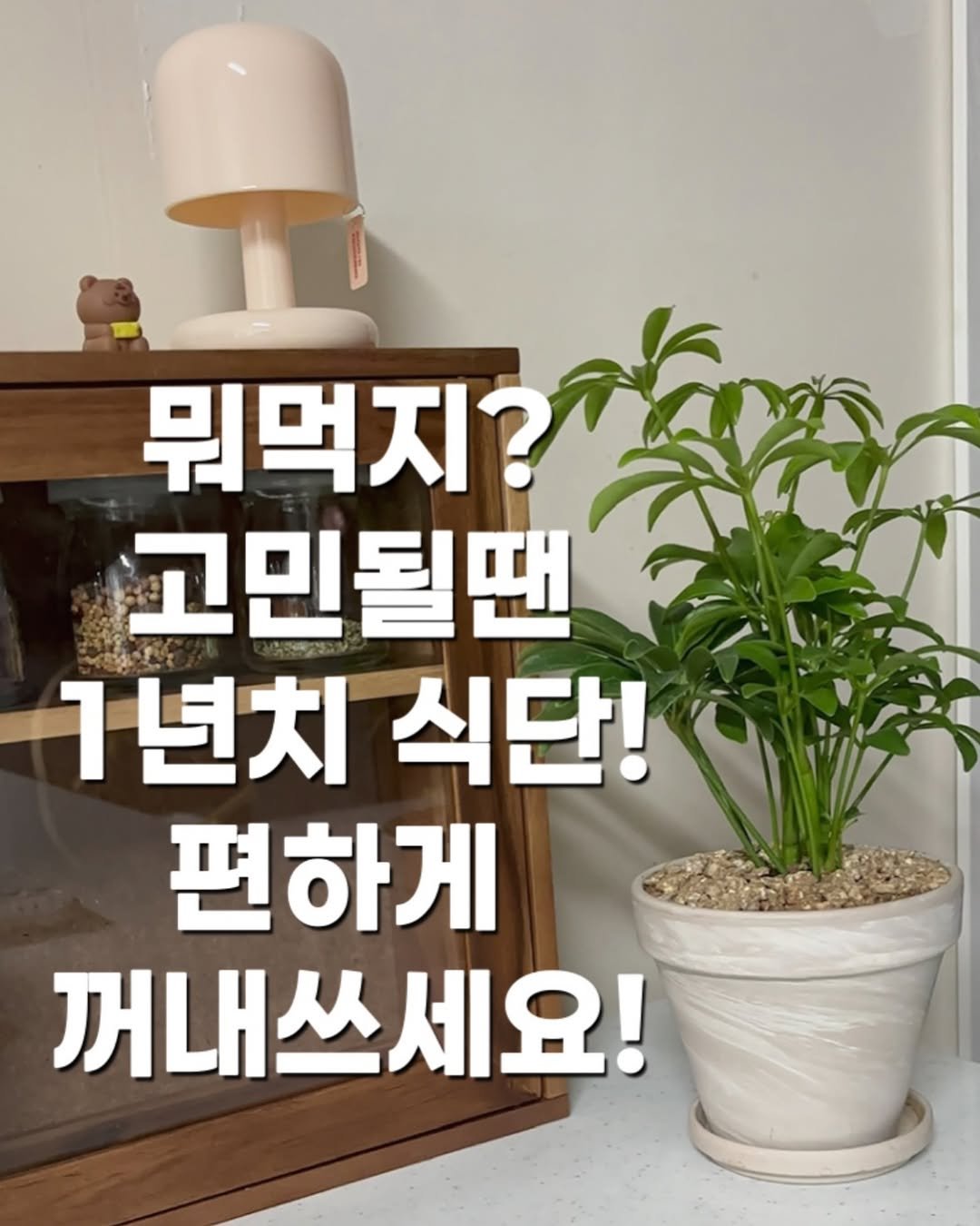 Photo by 정원테이블 on August 08, 2025. May be an image of house plant and text that says '뭐먹지? 고민될땐 1 1년치 식단! 편하게 꺼내쓰세요!'.