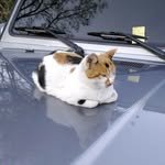 jang.doyoun 프로필 사진