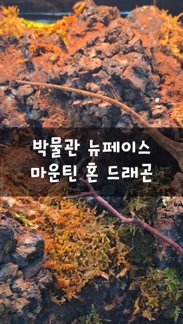 jurassic_museum_official 게시물 이미지: 🦖박물관에 새로 온 파충류 친구를 소개합니다!🎉
박물관에 3종류의 파충류 친구가...