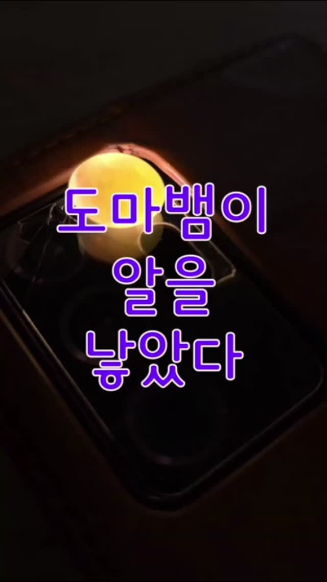 jurassic_museum_official 게시물 이미지: 🦎도마뱀이 알을 낳았다!🎉

박물관 3층에 있는 듄 게코
도마뱀이 알을 낳았어요~...