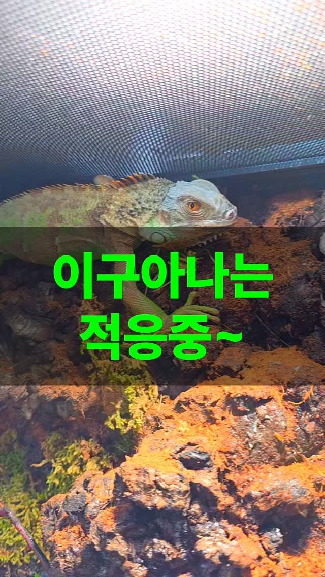 jurassic_museum_official 게시물 이미지: 🦎이구아나는 적응중~!🎶

박물관에 새로 온 이구아나 친구들을
영상에서...