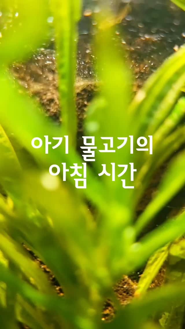 jurassic_museum_official 게시물 이미지: 🐠귀여운 아기물고기🐠

박물관 3층 어항에 사는 물고기가
아기 물고기를...