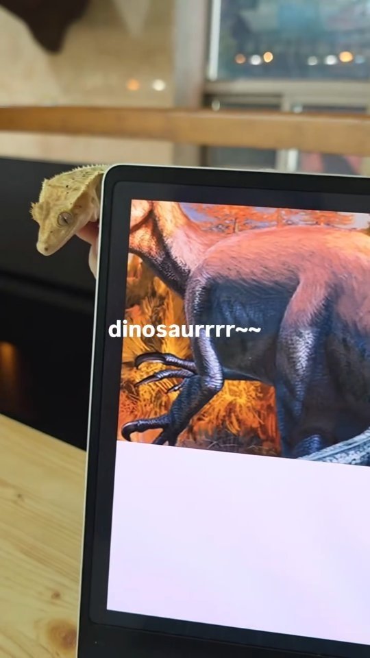 jurassic_museum_official 게시물 이미지: 안쥬박에 공룡이 살아있다?!?!
몸이 너무 잘 어울리잖아~~~🦎
귀여운 도마뱀...