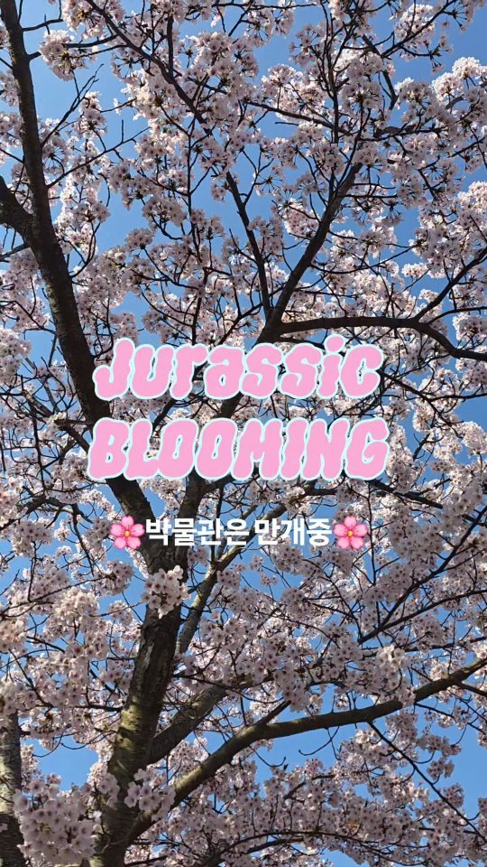 jurassic_museum_official 게시물 이미지: 🌸아직 벚꽃놀이 못간사람!?🌸

태안은 아직...