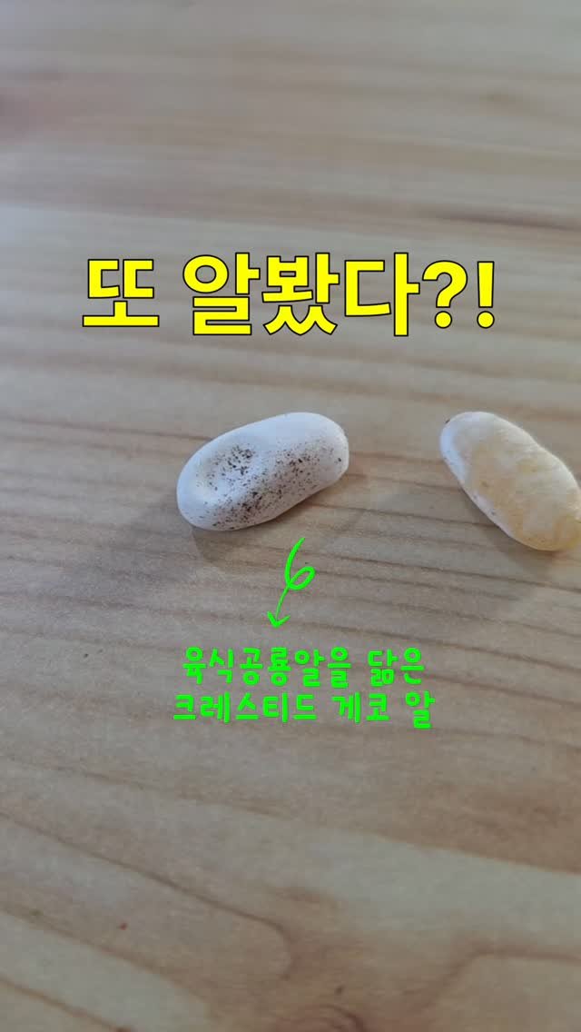 jurassic_museum_official 게시물 이미지: 도마뱀 알 줍줍~ 과연 유정란일까요?🫢

크레스티드 게코 도마뱀 
두마리가...