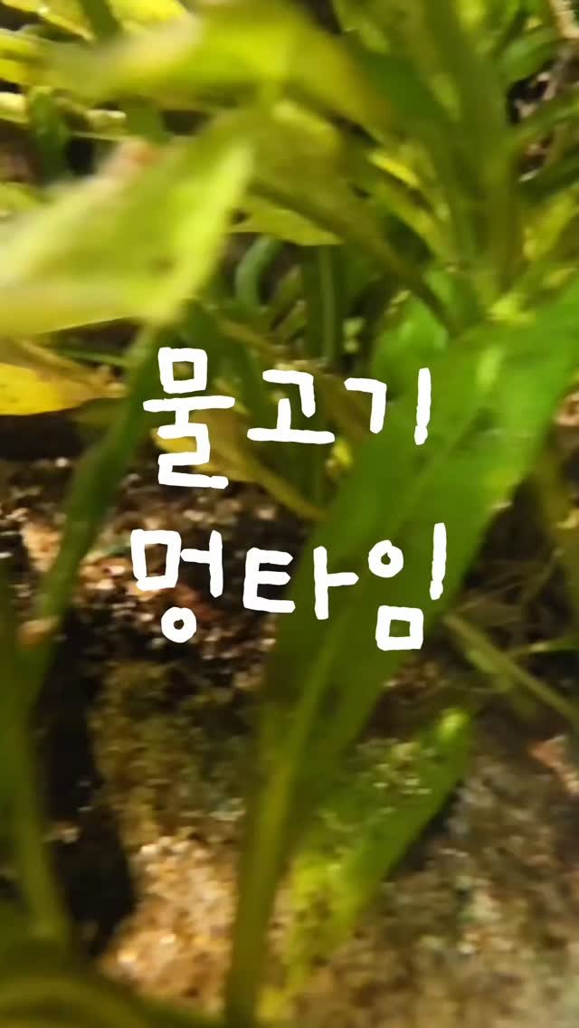 jurassic_museum_official 게시물 이미지: 🐠물고기 멍~타임😶
비 오는날 물멍!
귀여운 물고기들을 보며
힐링하는 시간을...