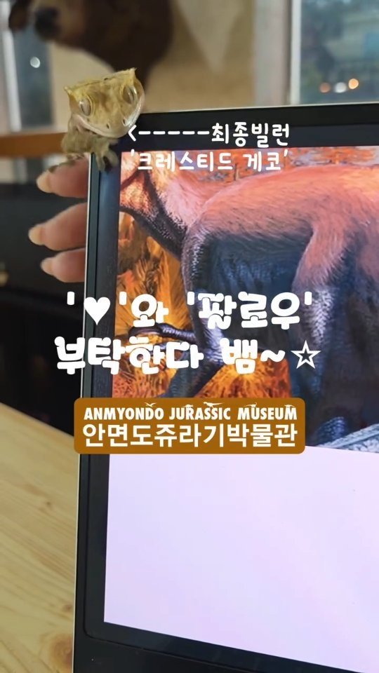 jurassic_museum_official 게시물 이미지: 박물관 도마뱀 NG모음💖

도마뱀 친구들의 NG를 모아봤어요~
혼자만 알기엔 너무...