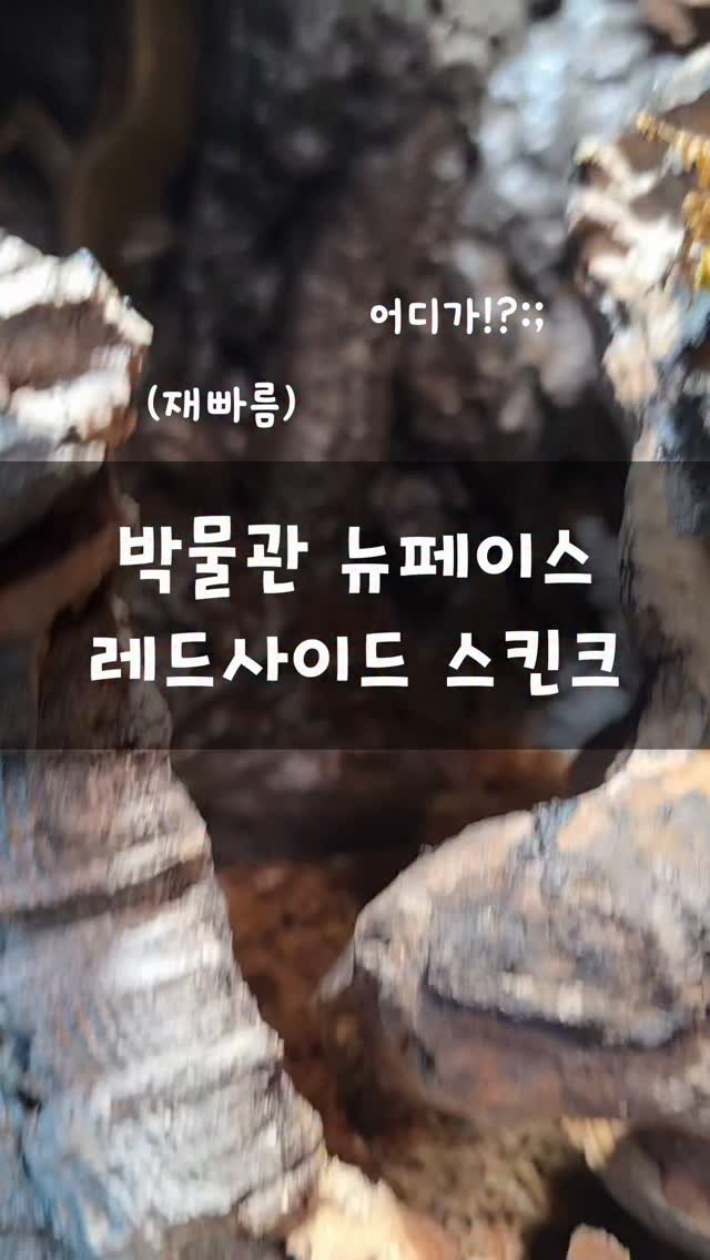 jurassic_museum_official 게시물 이미지: 박물관에 3종류의 파충류 친구가 새로 왔는데요~! 
마지막 세번째 소개하는 파충류...