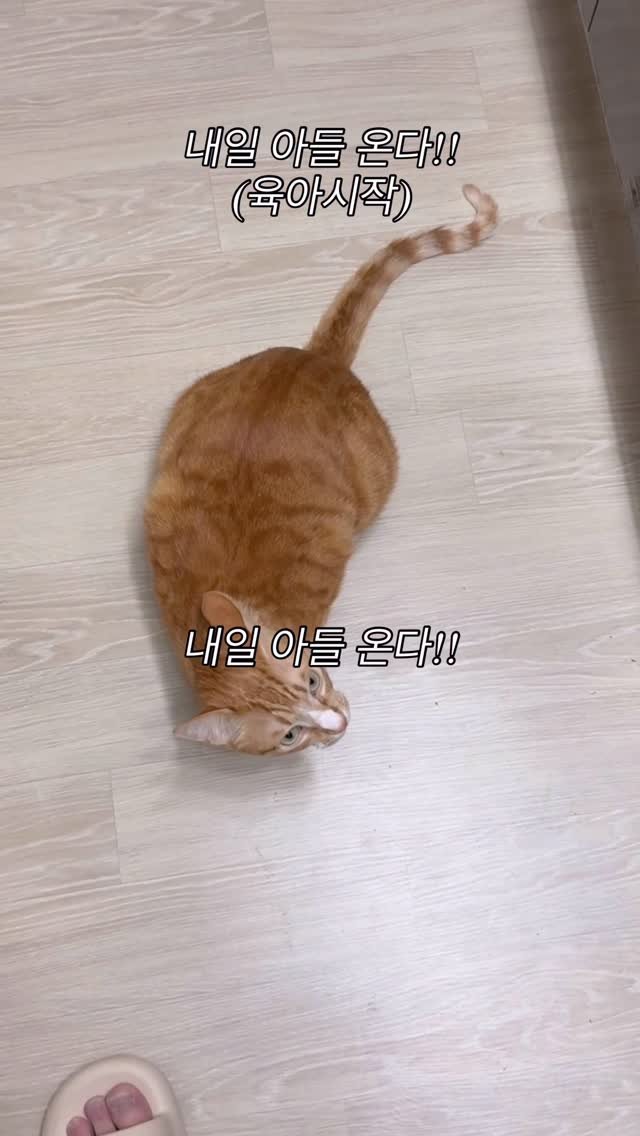 just_yi_yo 게시물 이미지: 소리질러! 
.
.
.
.
.
#고양이 #cat #catlover #냥스타그램 #릴스
