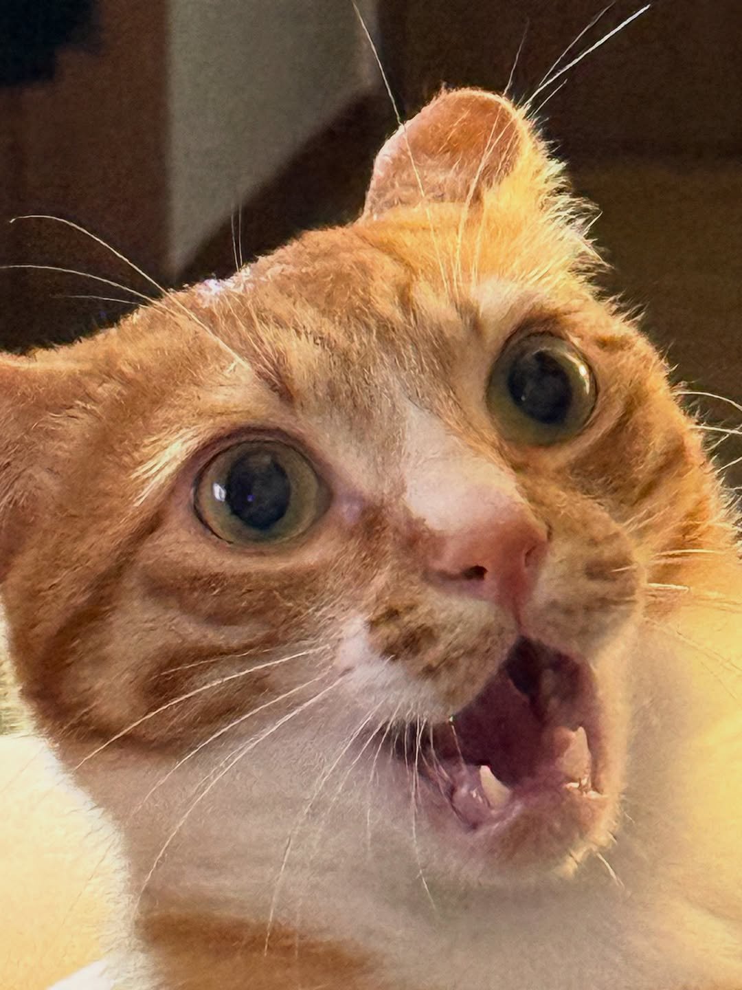 Photo by 그냥 on August 24, 2025. May be an image of Abyssinian cat, kitten and text.