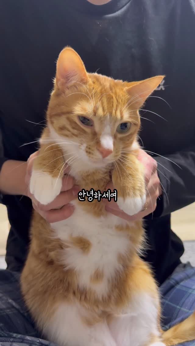 just_yi_yo 게시물 이미지: 여비 육아일기장 feat.여버지,여머니
.
.
.
.
#고양이 #cat #냥스타그램 #냥이 #육아