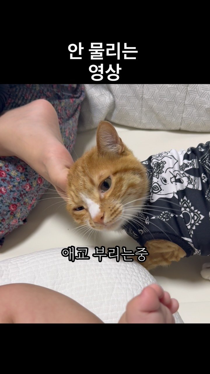 just_yi_yo 게시물 이미지: 여비야 이런게 브이로그 아이가? 
.
.
.
.
.
.
#고양이 #cat...