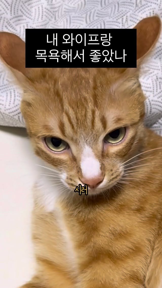 just_yi_yo 게시물 이미지: 행복했는가베? 김여비
.
.
.
.
.
.
.
#고양이 #cat #냥스타그램 #고양이일상 #릴스