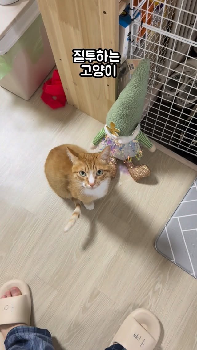 just_yi_yo 게시물 이미지: 니도 내 아들이다 임마 더 잘챙길께 여비
.
.
.
.
.
.
.
.
#고양이...