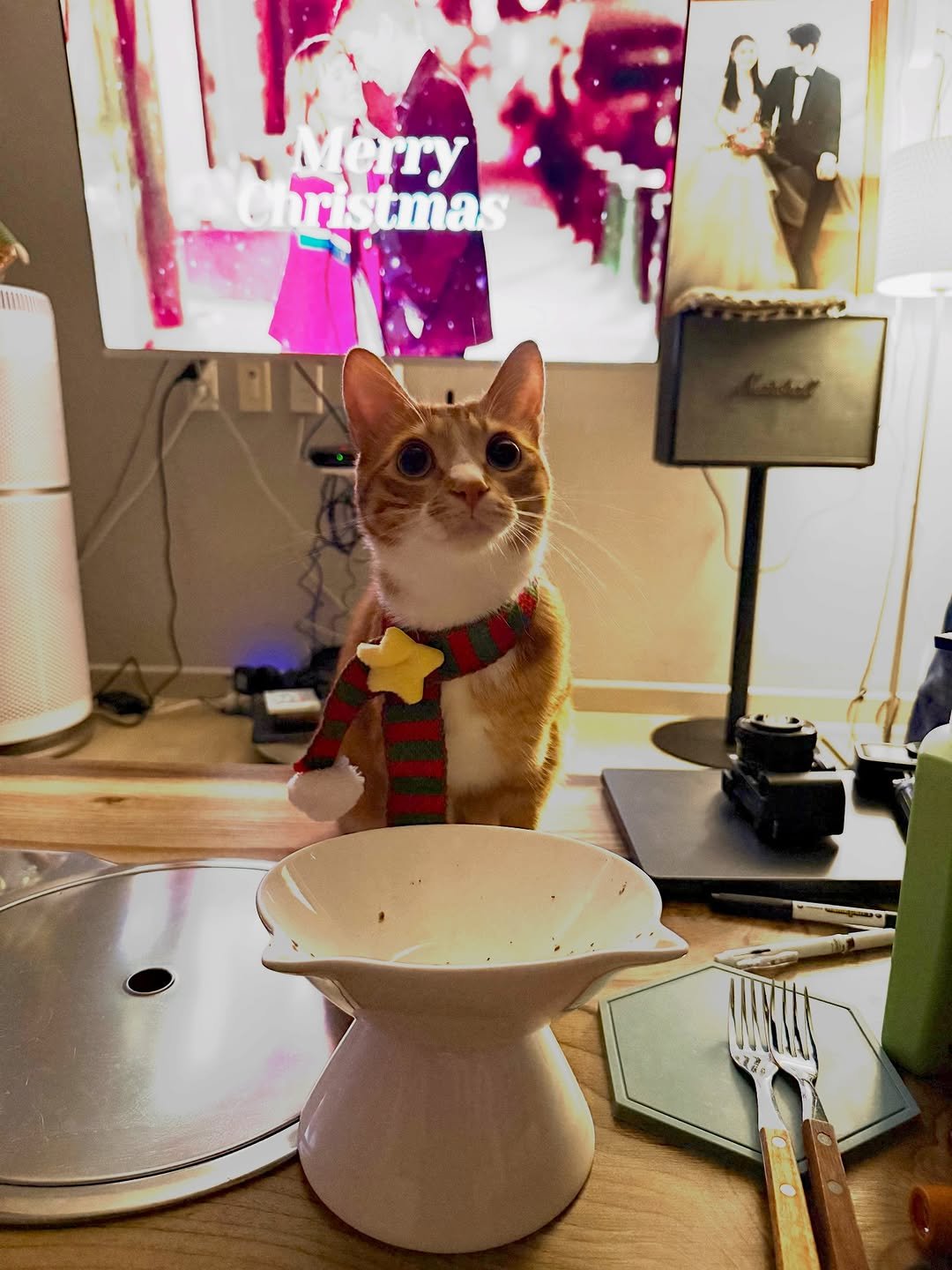 Photo by 그냥 on December 24, 2025. May be an image of kitten, Abyssinian cat, tortoiseshell cat and text.