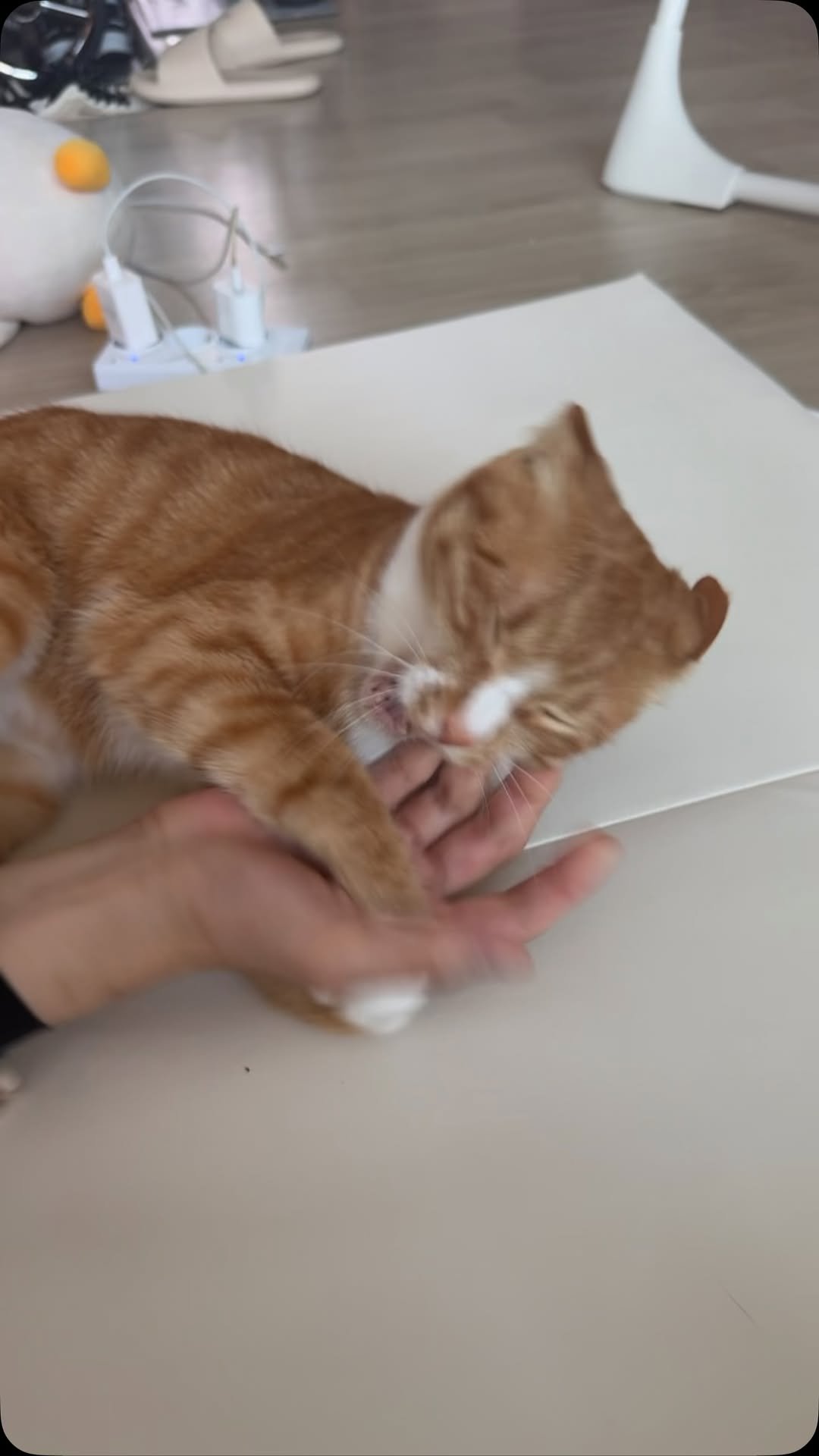 just_yi_yo 게시물 이미지: 여비회전 
.
.
.
.
.
.
.
.
#고양이 #cat #냥이 #집사 #냥이스타그램