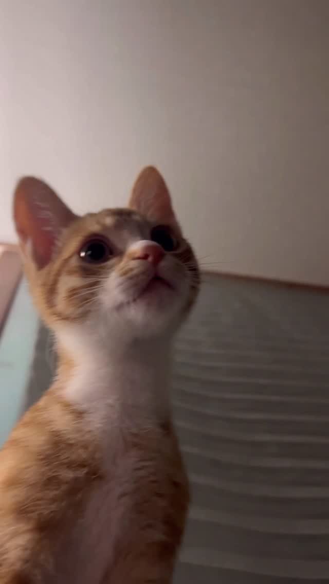 just_yi_yo 게시물 이미지: 생일축하해 2살여비 ♥️10.19
.
.
.
.
.
.
.
.
#고양이 #cat...