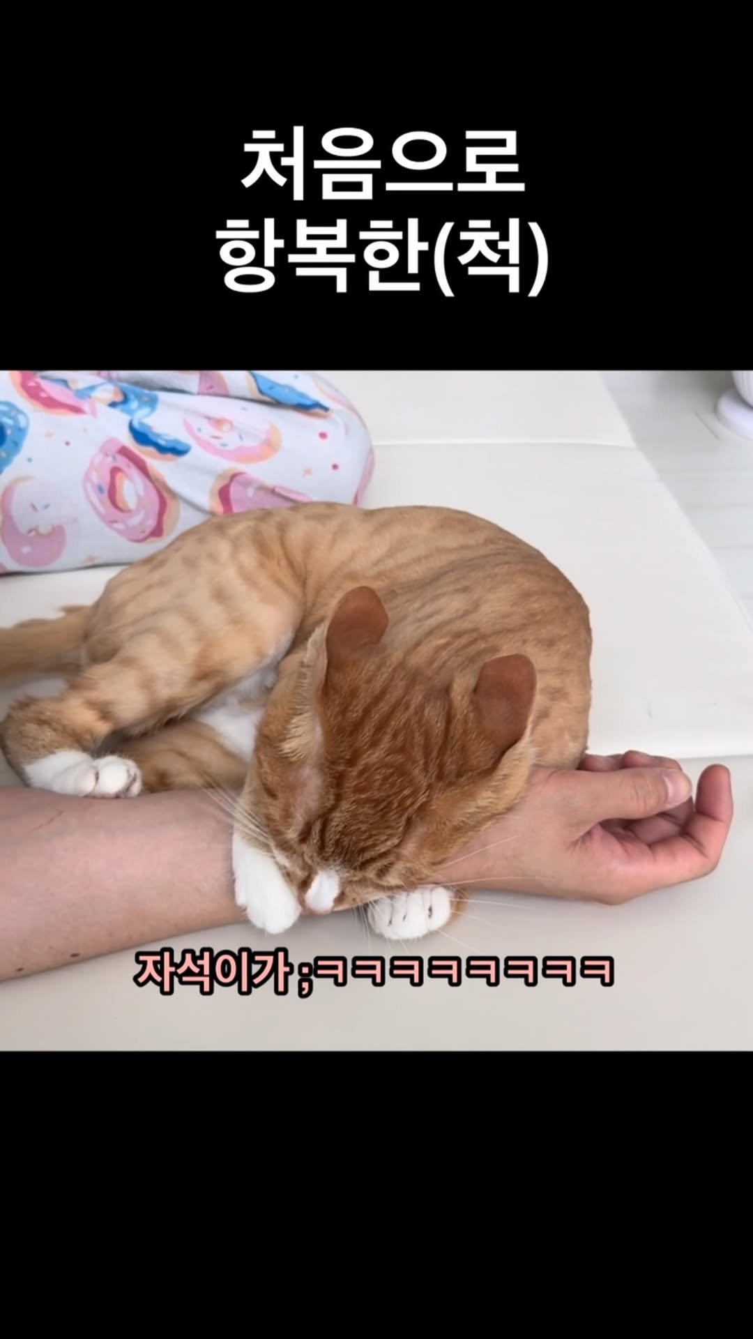 just_yi_yo 게시물 이미지: 행복한 영상좀 찍어보자꼬...
.
.
.
.
.
.
.
#고양이 #cat...