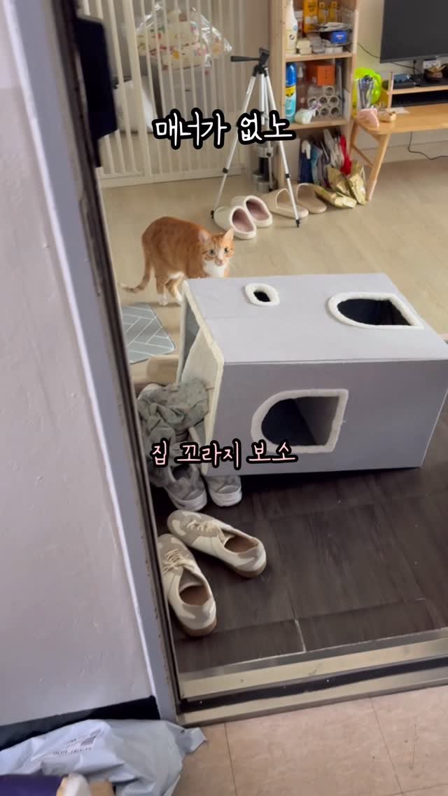 just_yi_yo 게시물 이미지: 여비 살살해라 
.
.
.
.
.
#고양이 #cat #catlover #릴스 #육아