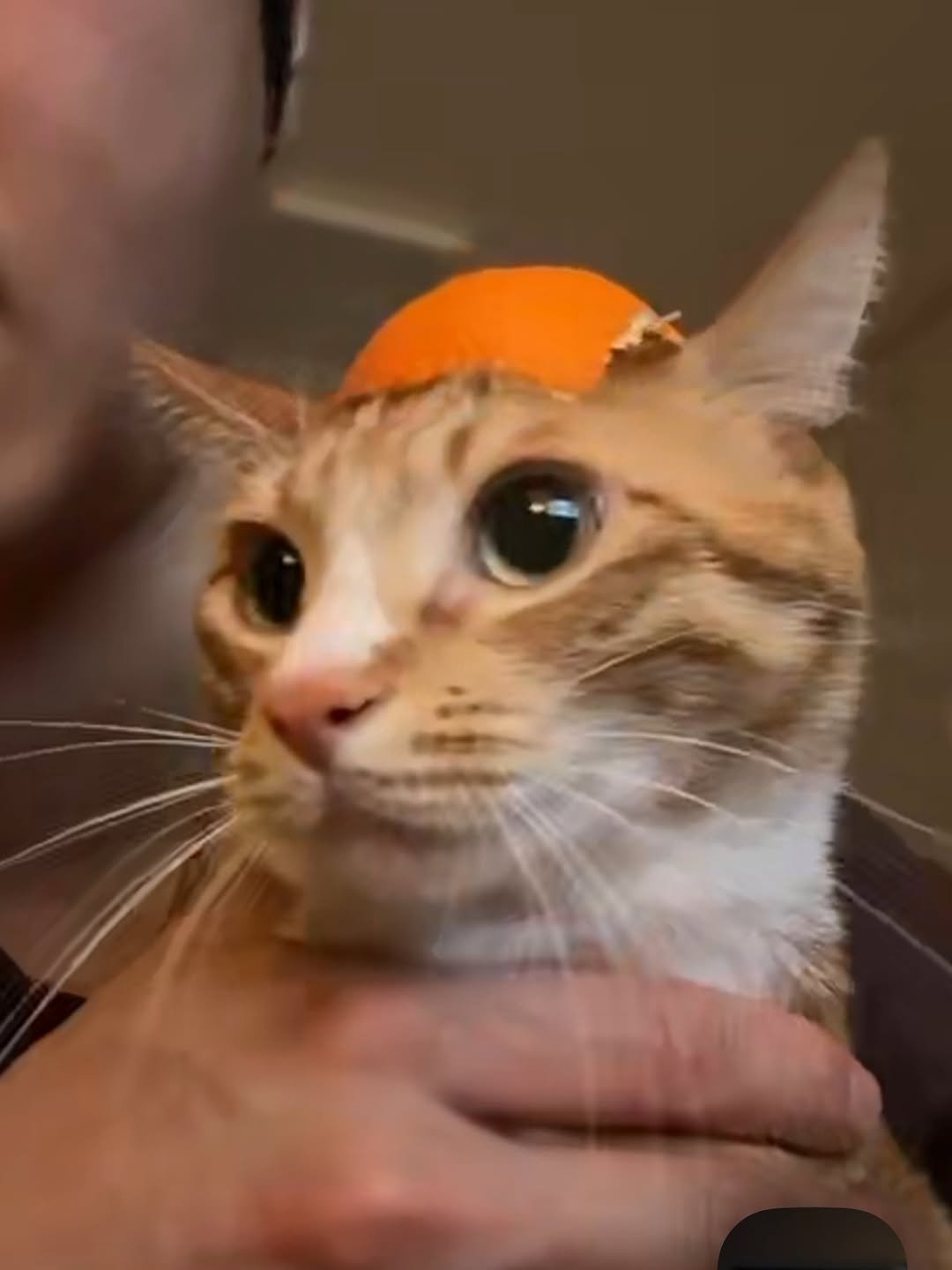 Photo by 그냥 on January 24, 2026. May be an image of Abyssinian cat, kitten, hat and text.