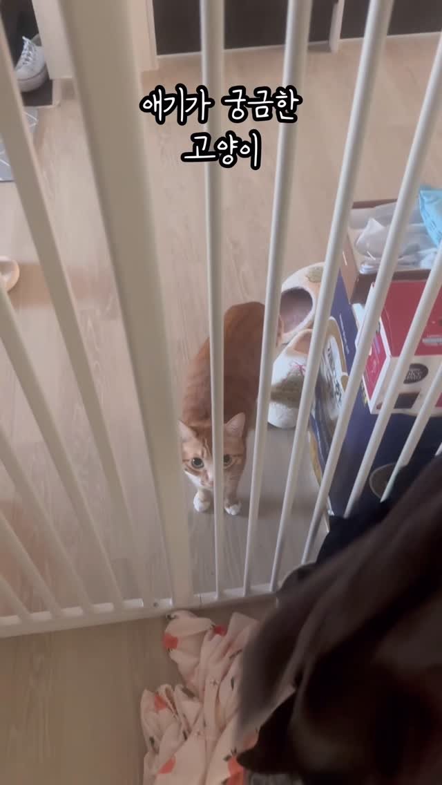 just_yi_yo 게시물 이미지: 기염이들🩷여비야 사랑한다
.
.
.
.
.
.
#고양이 #cat #catlover...